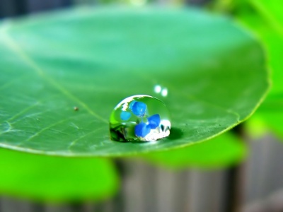 Gota de lluvia, aromaterapia, terapeuta.