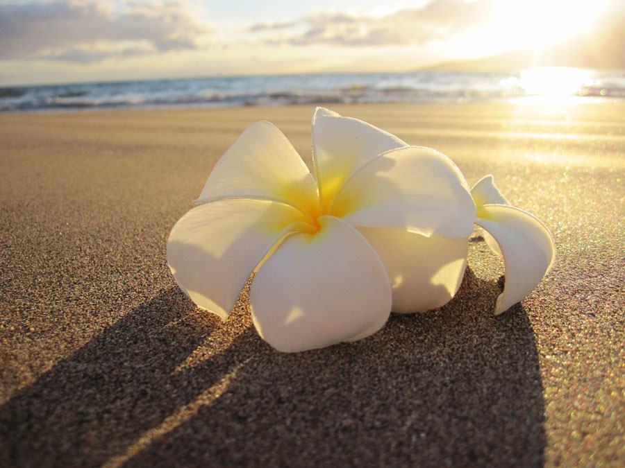 Una flor en la playa, contacta con nosotros.