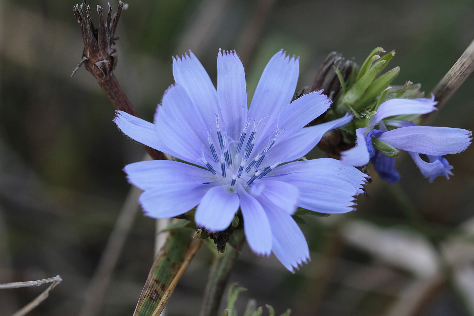 Chicory, flor de Bach, curso Online Flores de Bach de la academia García y Lledó.