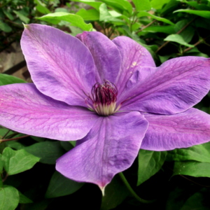 Flor Clematis, galería imágenes del curso La sanación a través de las flores de bach