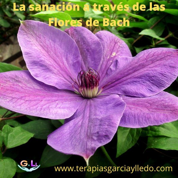 Flor de Bach Clematis